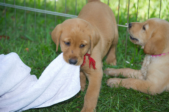 Jolie's puppys 187