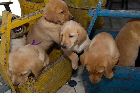 Jolie's puppys 083