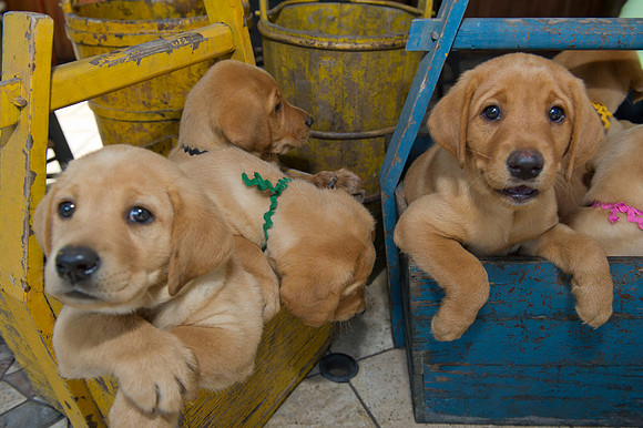 Jolie's puppys 088