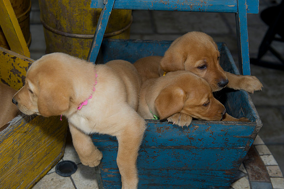 Jolie's puppys 069