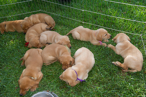 Jolie's puppys 021