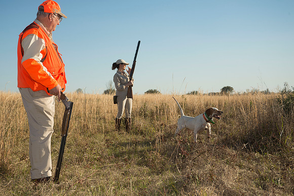 covey rise bird hunt 223