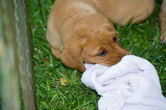 Jolie's puppys 190