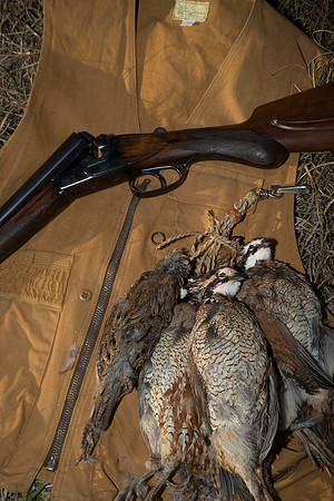 covey rise bird hunt 271