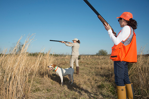 covey rise bird hunt 207