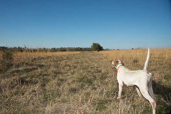 covey rise bird hunt 198
