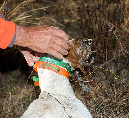 covey rise bird hunt 260