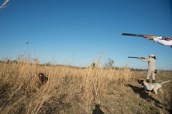 covey rise bird hunt 210