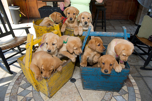 Jolie's puppys 104