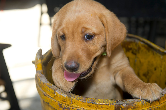 Jolie's puppys 115
