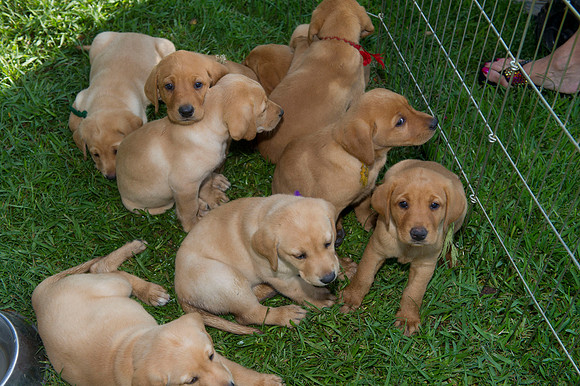 Jolie's puppys 013