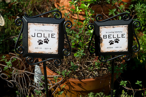 Jolie's puppys 038