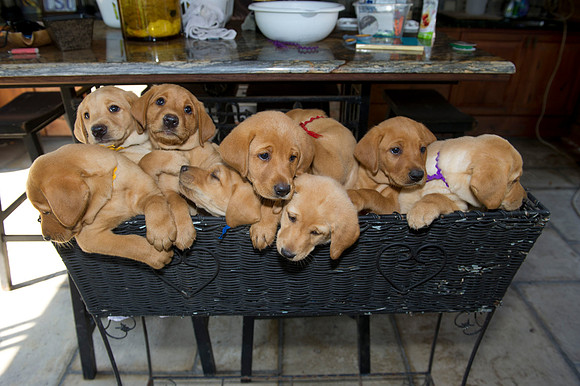 Jolie's puppys 130