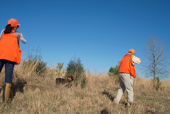 covey rise bird hunt 174
