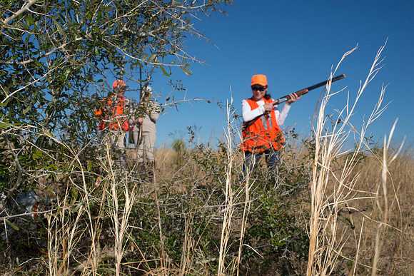covey rise bird hunt 161