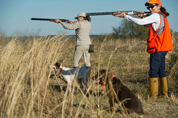covey rise bird hunt 074