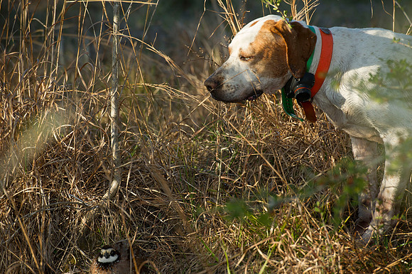 covey rise bird hunt 106