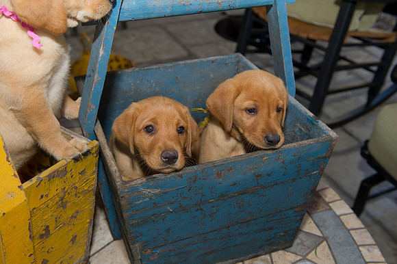 Jolie's puppys 049