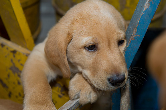 Jolie's puppys 077