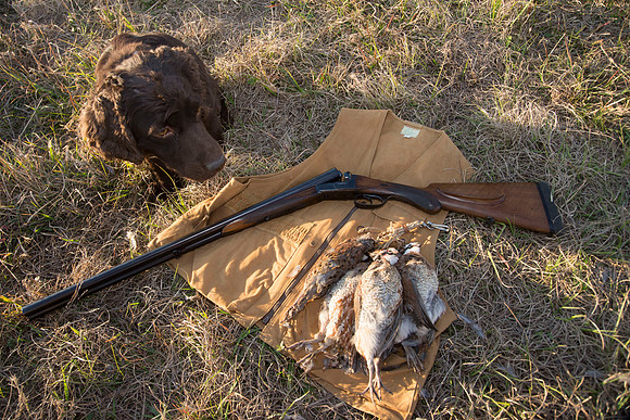 covey rise bird hunt 278