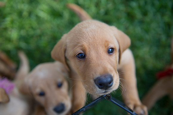 Jolie's puppys 002