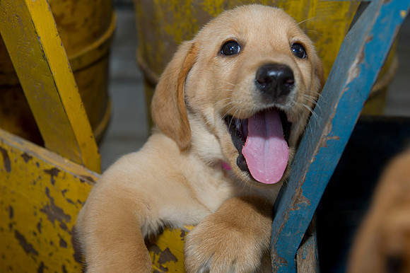 Jolie's puppys 078