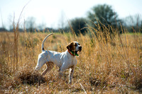 covey rise bird hunt 013