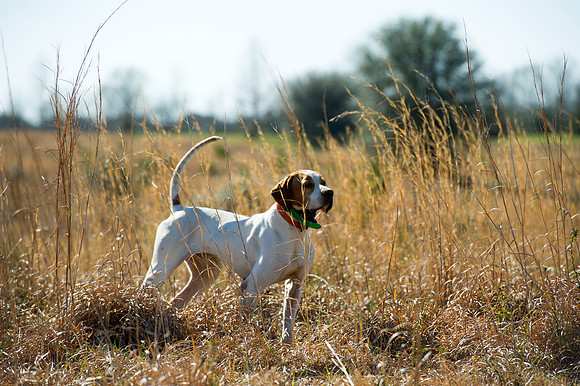 covey rise bird hunt 013