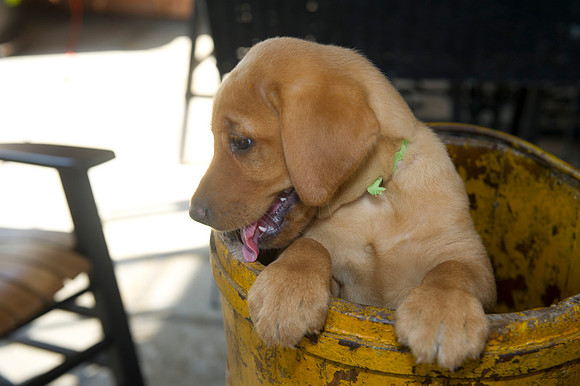 Jolie's puppys 116