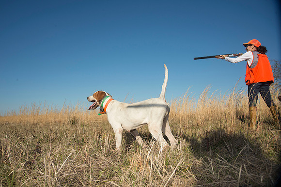 covey rise bird hunt 201
