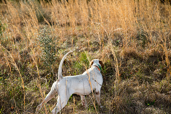covey rise bird hunt 214