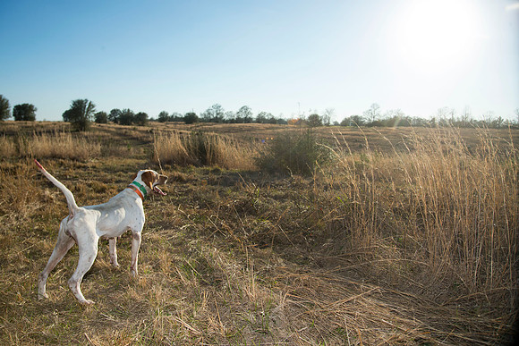 covey rise bird hunt 237