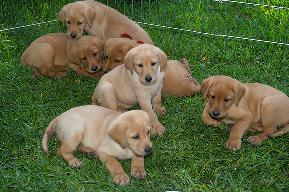 Jolie's puppys 006
