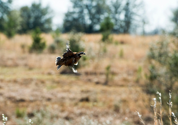 covey rise bird hunt 020