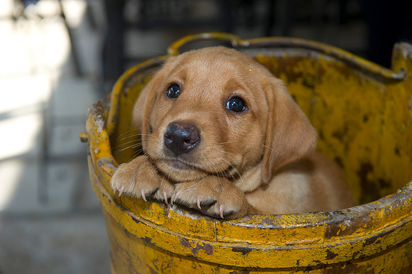 Jolie's puppys 117