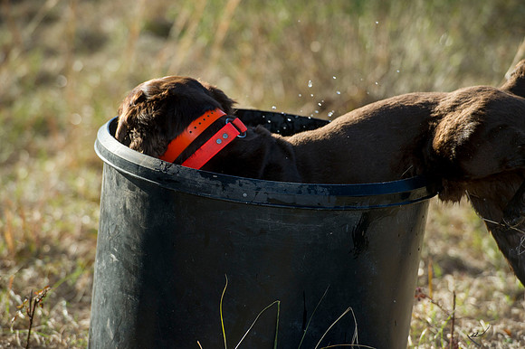 covey rise bird hunt 077