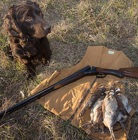 covey rise bird hunt 281