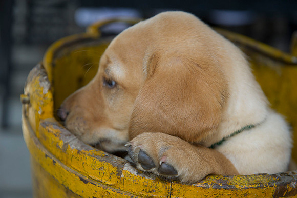 Jolie's puppys 142