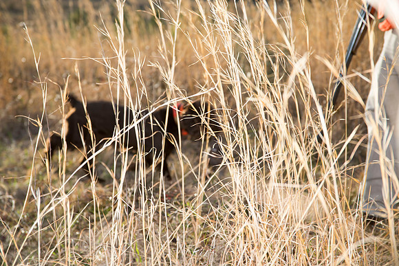 covey rise bird hunt 243
