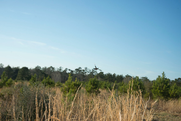 covey rise bird hunt 234