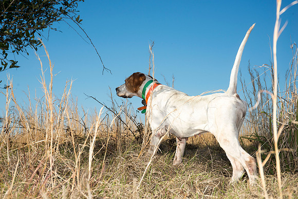 covey rise bird hunt 187