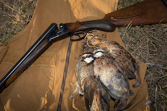 covey rise bird hunt 261