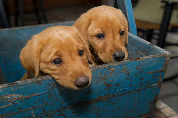 Jolie's puppys 054
