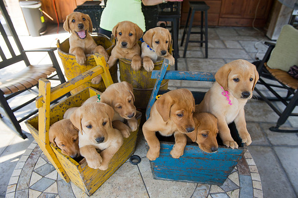 Jolie's puppys 102