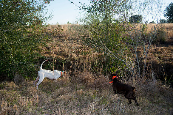 covey rise bird hunt 244