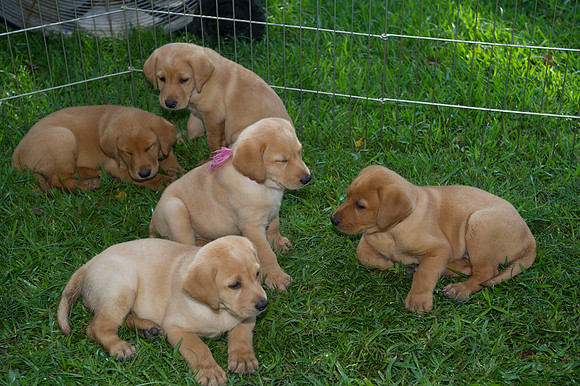 Jolie's puppys 007