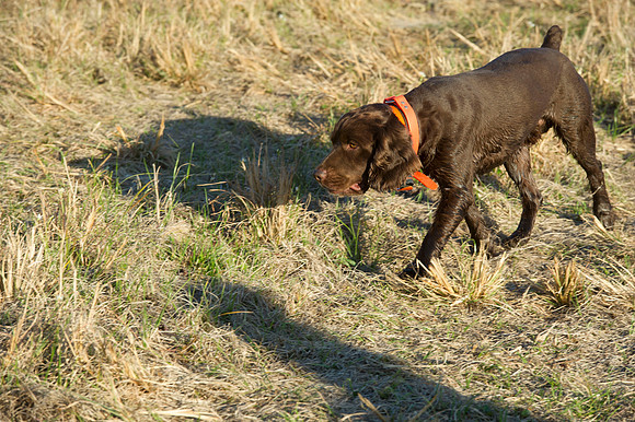 covey rise bird hunt 116