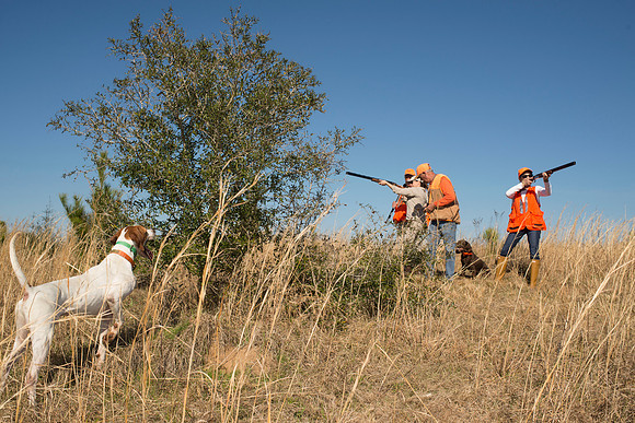 covey rise bird hunt 153