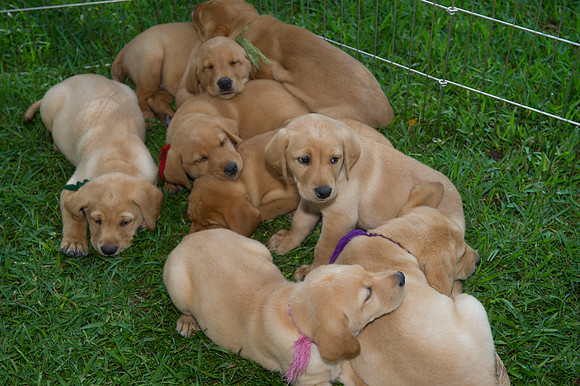 Jolie's puppys 011