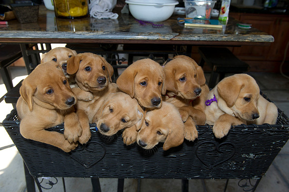 Jolie's puppys 127